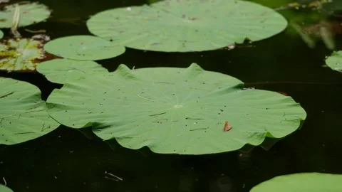 Large green lotus leaf displaying intricate vein patterns on dark water at Stock Footage 337631508