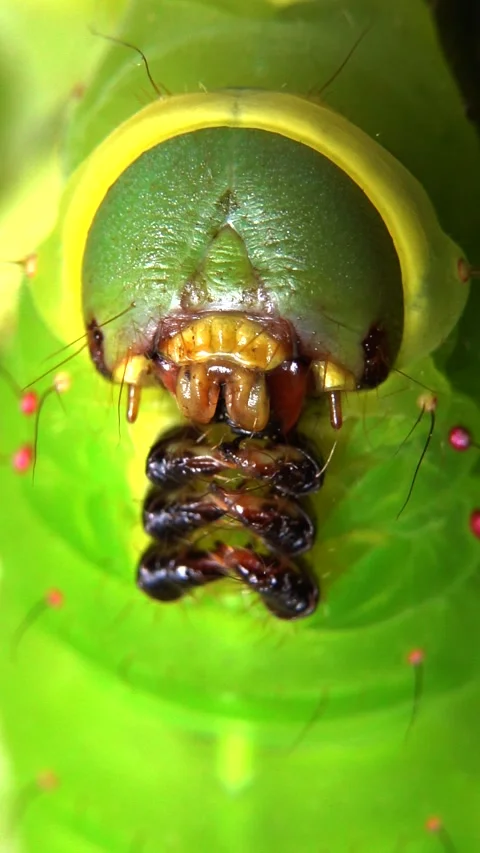Large green Luna moth caterpillar head close-up on a twig. Macro face detail. Stock Footage 337113721