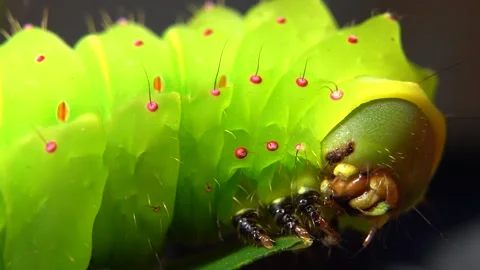 Large green Luna moth caterpillar head close-up on a twig. Macro face detail. Stock Footage 337114495