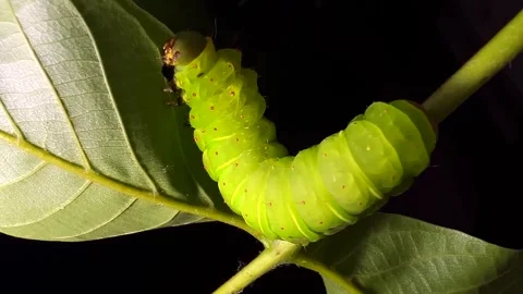Large green Luna moth caterpillar eating leaves on a twig. Close-up macro. Stock Footage 337114756