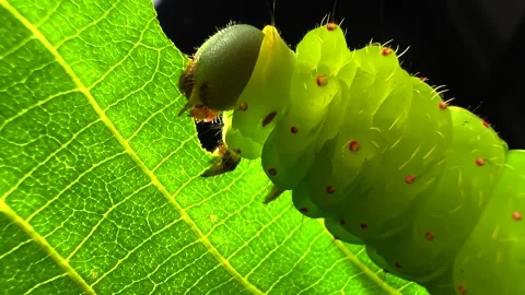 Large green Luna moth caterpillar eating leaves on a twig. Close-up macro. Stock Footage 337115026