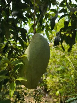 Large green mango hanging from tree. Fotos de archivo