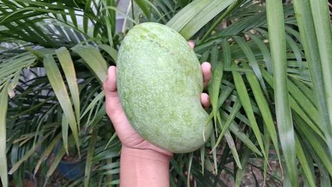 A large green mango is shown being held in the hand; it looks very attractive. Stock Photos