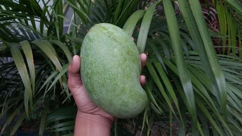 A large green mango is shown being held in the hand; it looks very attractive. Stock Photos