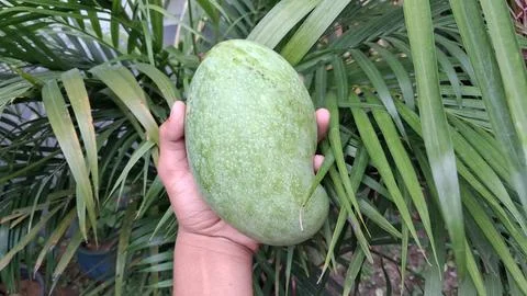 A large green mango is shown being held in the hand; it looks very attractive. Stock Photos