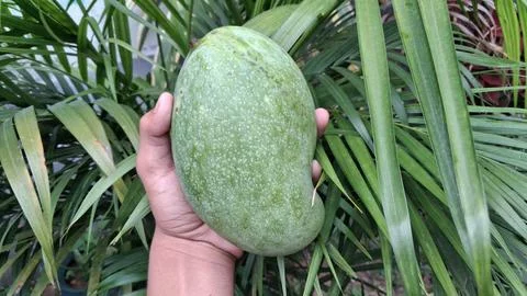 A large green mango is shown being held in the hand; it looks very attractive. Stock Photos