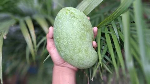 A large green mango is shown being held in the hand; it looks very attractive. Stock Photos