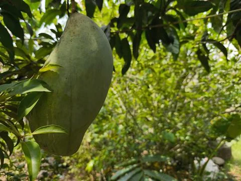 Large green mango on tree branch. Photos