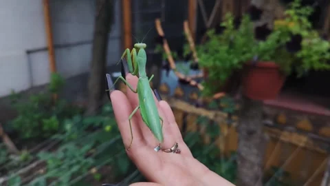 A large green mantis sits on a woman's hand Stock Footage 282742738
