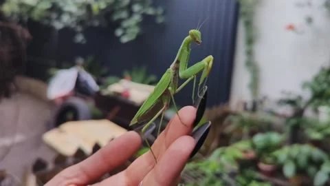A large green mantis sits on a woman's hand Stock Footage 282742739