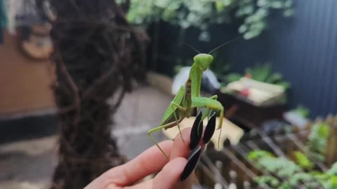 A large green mantis sits on a woman's hand Stock Footage 282742740