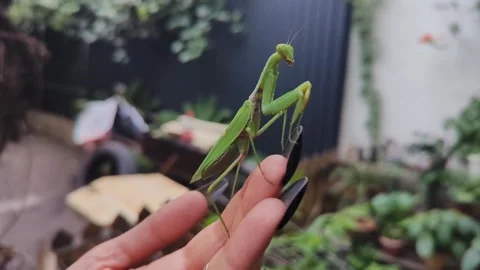 A large green mantis sits on a woman's hand Stock Footage 282742770