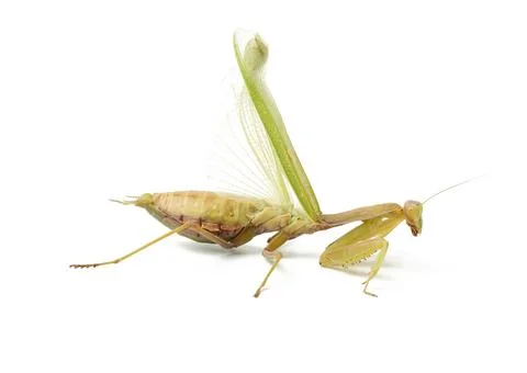 Large green mantis spread its wings, insect isolated on white background Stock Photos