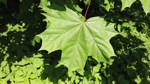 Large green maple leaf Video stock 132596281