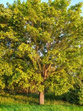 Large green maple tree in sunny meadow Stock Photos