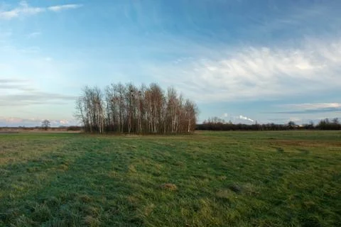 Large green meadow, a copse with trees without leaves and clouds on a blue sk Stock Photos
