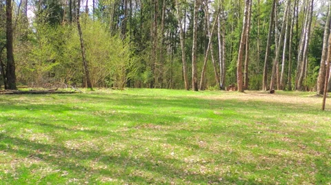 Large Green meadow in the forest Video stock 57317478