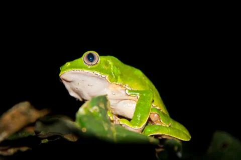Large green monkey tree frog Stock Photos