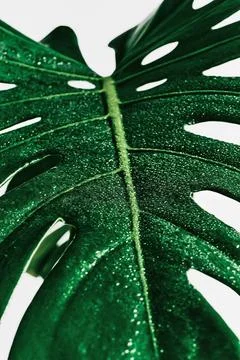 Large green monstera leaf in drops of water on a light gray background, clo.. Stock Photos