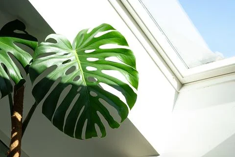 Large green monstera leaf is positioned near a skylight, with natural light h Stock Photos