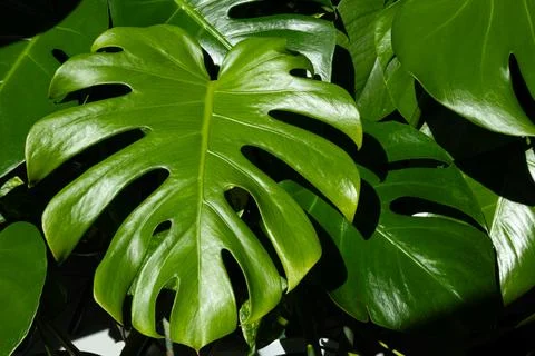Large green Monstera leaf surrounded by smaller leaves, showcasing the uniq.. Stock Photos