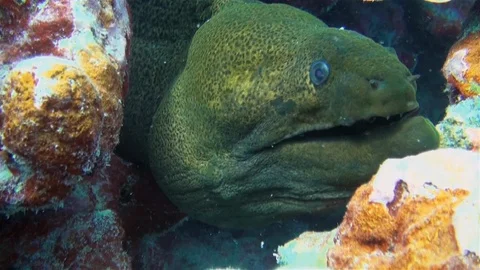 Large Green Moray Eel Close Up With Broken Jaw In Colourful Sea Coral Reef 스톡 동영상 113533098