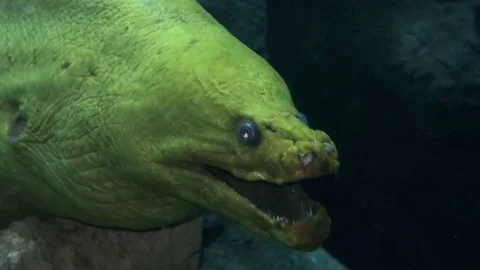 A large green moray eel Stock Footage 70972219