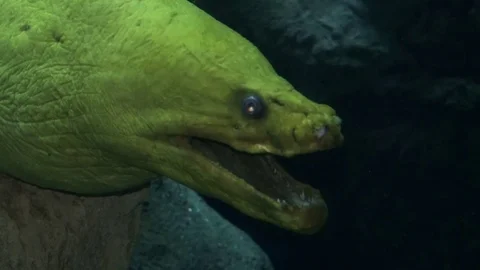 A large green moray eel Stock Footage 70972446