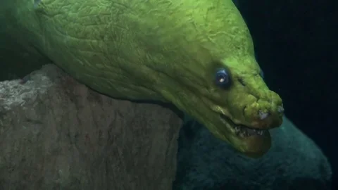 A large green moray eel Stock Footage 70972593