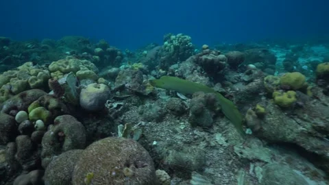 A large green moray eel glides through the reef, its elongated body weaving Stock Footage 311567380