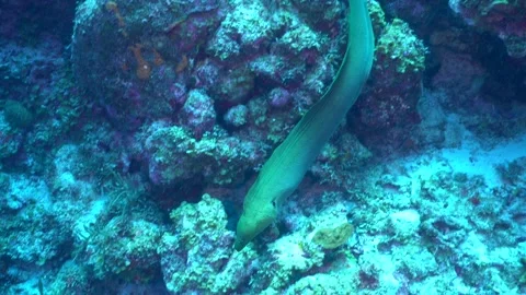 A large green moray eel glides smoothly over a vibrant Caribbean coral reef Stock Footage 313978332