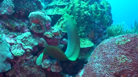 A large green moray eel glides smoothly over a vibrant Caribbean coral reef Stock Footage 313978365