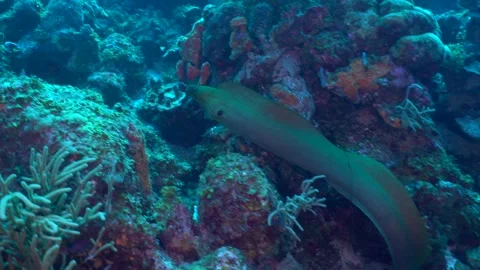 A large green moray eel glides smoothly over a vibrant Caribbean coral reef Stock Footage 313978420