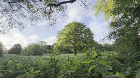 Large green oak tree in field 4K Vídeos de archivo 335541772