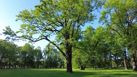 Large green oak tree in the park. Video stock 156461190