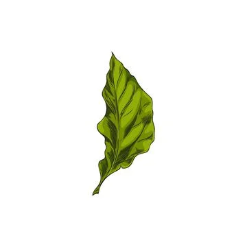 Large, green, oblong leaf of physalis with veins on a branch. Ilustración de archivo