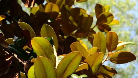 Large Green Orange Leaves through Sunlight 4K 60fps 10-bit Stock Footage 197096809