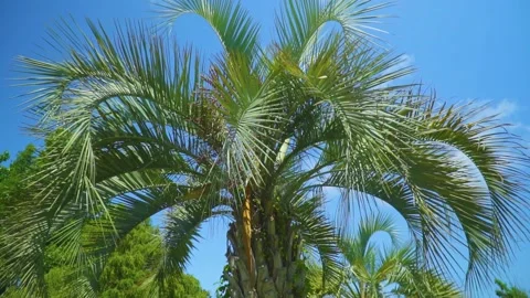 A large green palm tree against a blue sky Stock Footage 229526953
