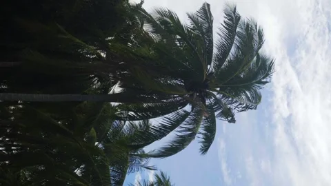 Large green palms sway in the wind. A bright sunny day. Vertical video Vídeos de archivo 142416087