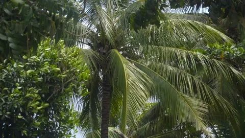 Large green palms sway in the wind. A bright sunny day. Vídeo Stock 142416162
