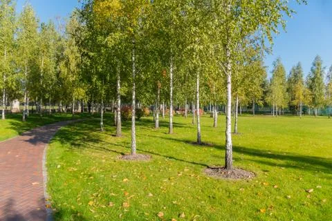 A large green park with paths lined with tiles and a lot of young birch trees Stock Photos