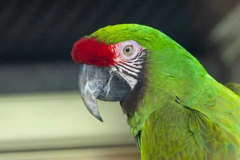 Large green parrot with red forehead and blue wings eats nuts and seeds, phot Stock Photos