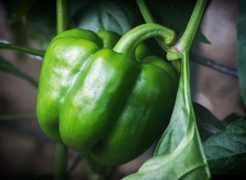 Large green pepper Stock Photos