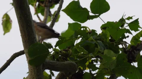 A Large Green Pigeon is perching on tree Stock Footage 316245238