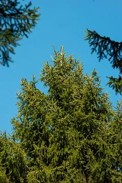 Large green pine tree in a forest. Low angle shot, blue sky in the background Stock Photos