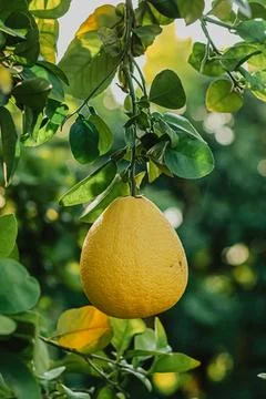 Large green pomelo fruit growing on a citrus tree Foto stock