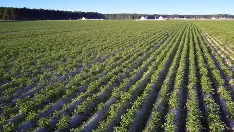 Large green potato field by forest under blue sky Video stock 100342945