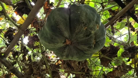 Large Green Pumpkin Hanging On Bamboo Trellis Loft In Farm 스톡 동영상 337599405