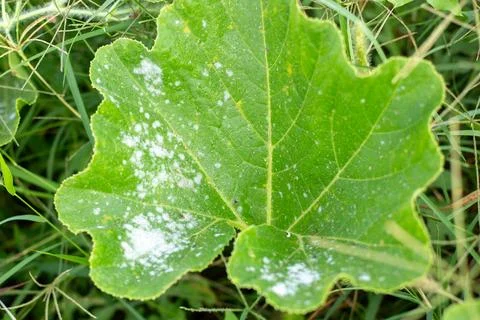 Large green pumpkin leaf affected by powdery mildew against tall grass Stock Photos