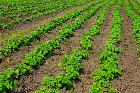 Large green rows of potatoes on the bed. Stock Photos